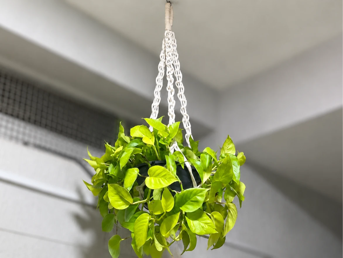 suporte_planta (3)